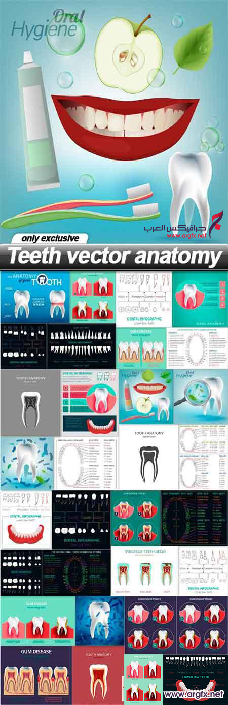 Teeth vector anatomy - 34 EPS