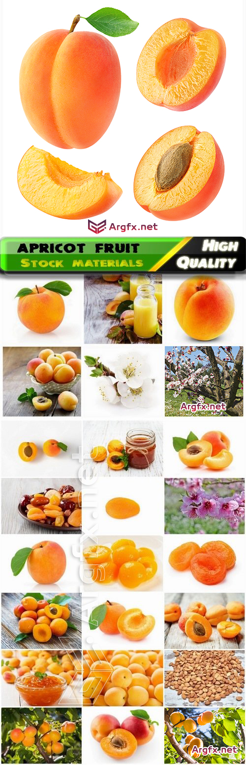  Ripe apricot fruit of the genus plum 25 HQ Jpg