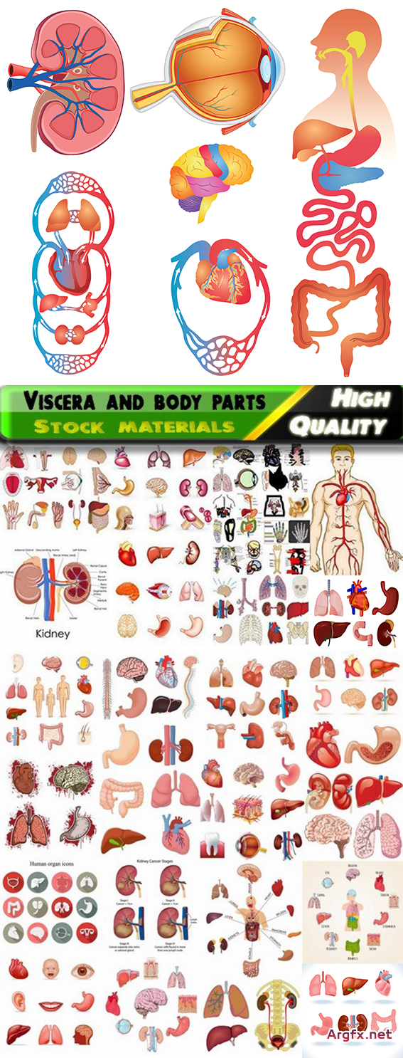Viscera and body parts in vector from stock - 25 Eps