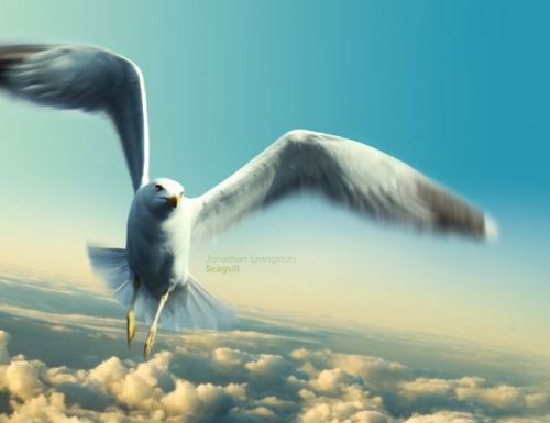 اجمل صور الطائر النورس , معلومات عن طائر النورس P_4897nm5e1