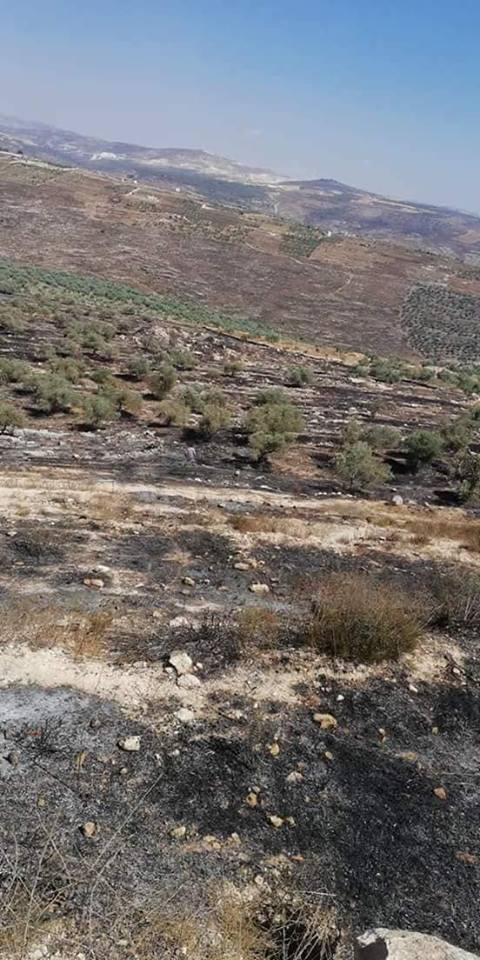 مستوطنون يحرقون اشجار زيتون غرب نابلس